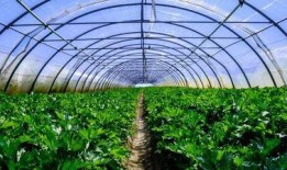 大棚子爆料随母亲姓视频,大棚子爆料引发热议