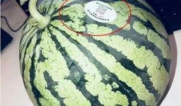 吃网红瓜违法吗,法律边界在哪里？