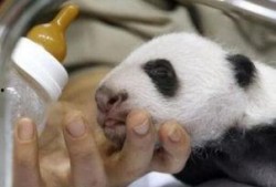 熊猫娱乐爆料,揭秘娱乐圈最新动态