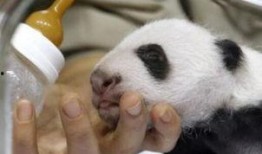 熊猫娱乐爆料,揭秘娱乐圈最新动态