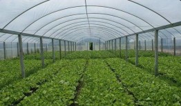 大棚子爆料随母亲姓视频,大棚子爆料引发热议