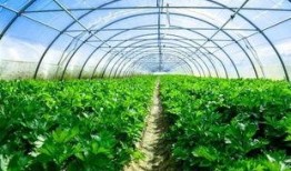 大棚子爆料随母亲姓视频,大棚子爆料引发热议