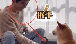 狗子的最新爆料视频,娱乐圈幕后真相大曝光！