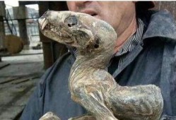 俄罗斯核怪兽爆料视频大全