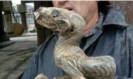 俄罗斯核怪兽爆料视频大全