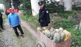 陇西网红吃瓜事件,一场网络舆论的风暴与反思