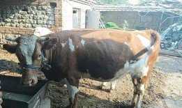 配牛视频在线观看,在线观看农业新体验