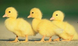 网友爆料鸭肠视频播放,揭秘幕后真相