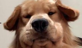 狗子的最新爆料视频,娱乐圈幕后真相大曝光！