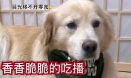 狗子的最新爆料视频,娱乐圈幕后真相大曝光！