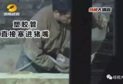 猪灌泥浆爆料视频,揭秘养殖场惊人内幕