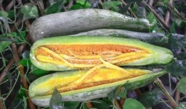 吃网红瓜违法吗,法律边界在哪里？