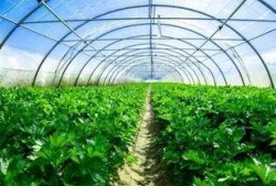 大棚子爆料随母亲姓视频,大棚子爆料引发热议