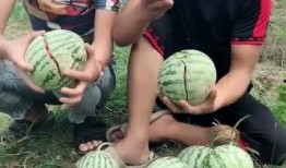 网红吃瓜 中国,揭秘网络热点背后的故事