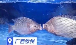 热点爆料鱼儿的视频下载,鱼儿视频下载背后的秘密